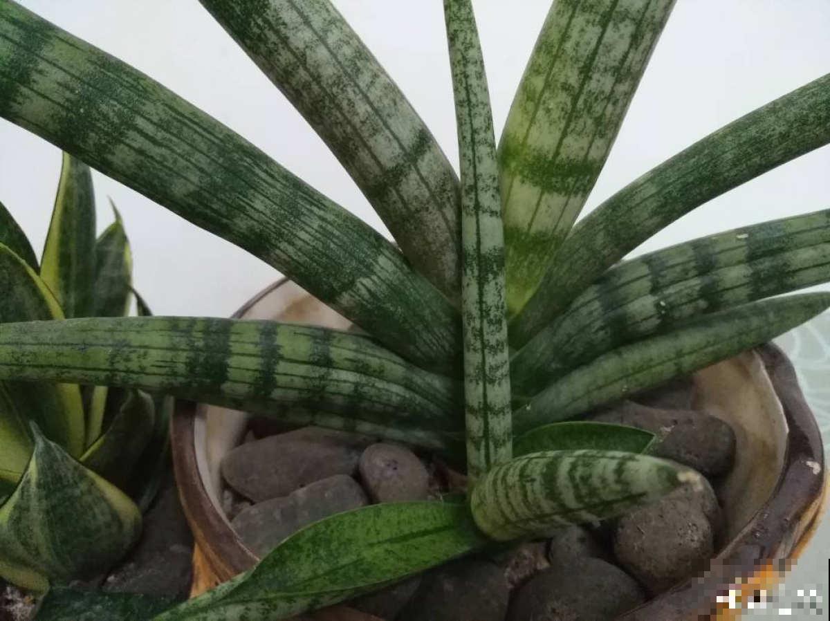 家里没有直射光，适合10种耐阴绿植生长，叶子花花绿绿像油画