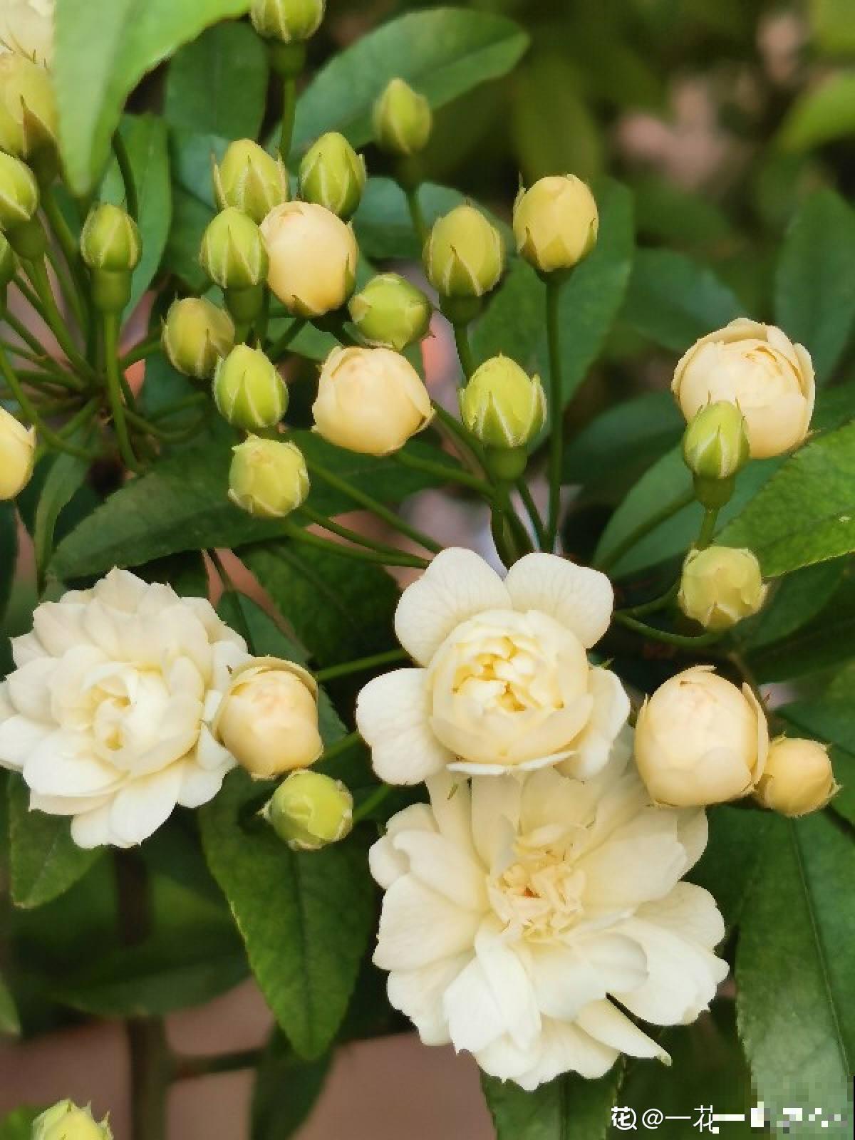 农村常见的3种花，栽种起来得谨慎，生长速度堪比生物入侵