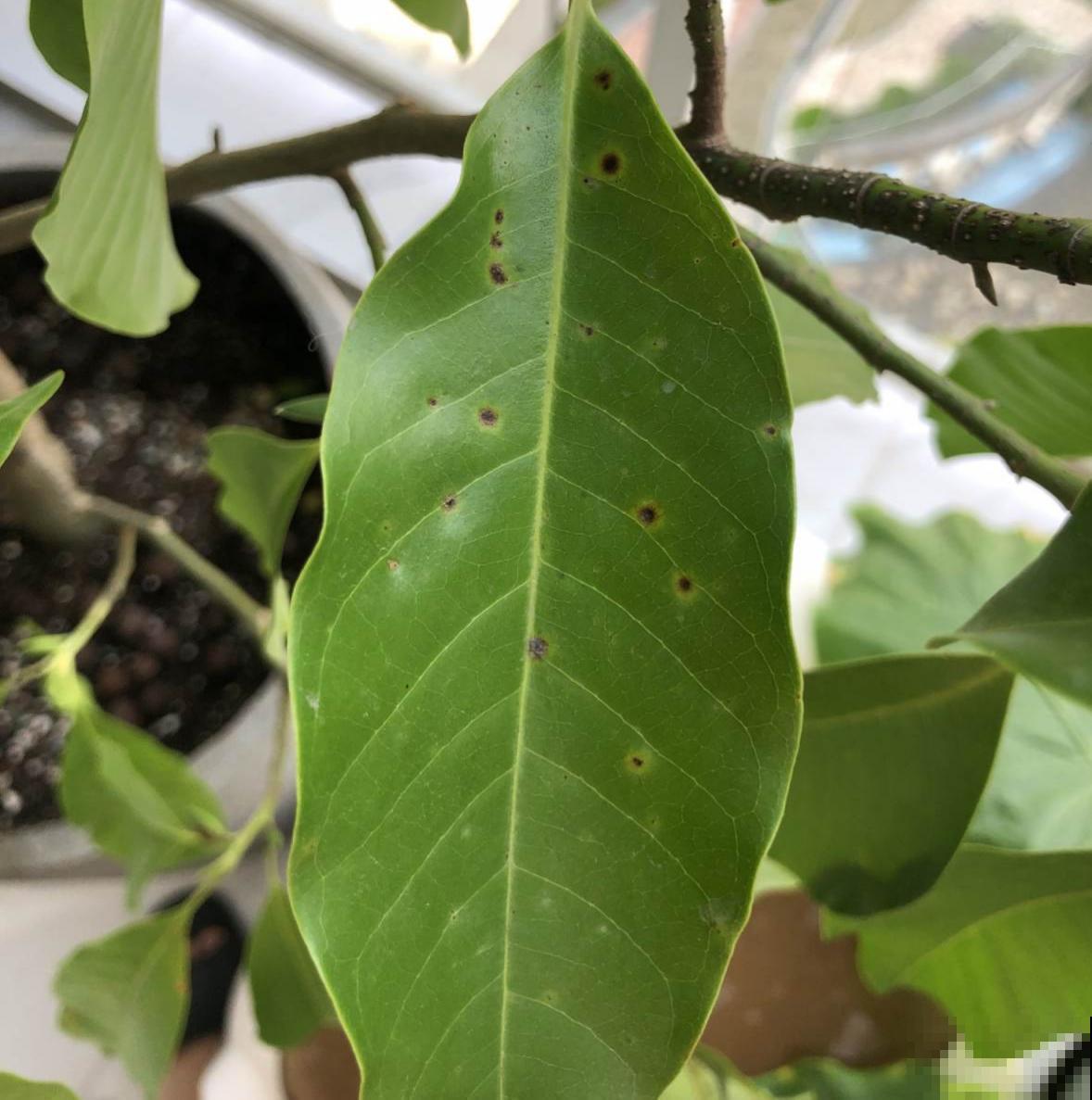 3种漂亮花，就是太难养了，建议新手放弃