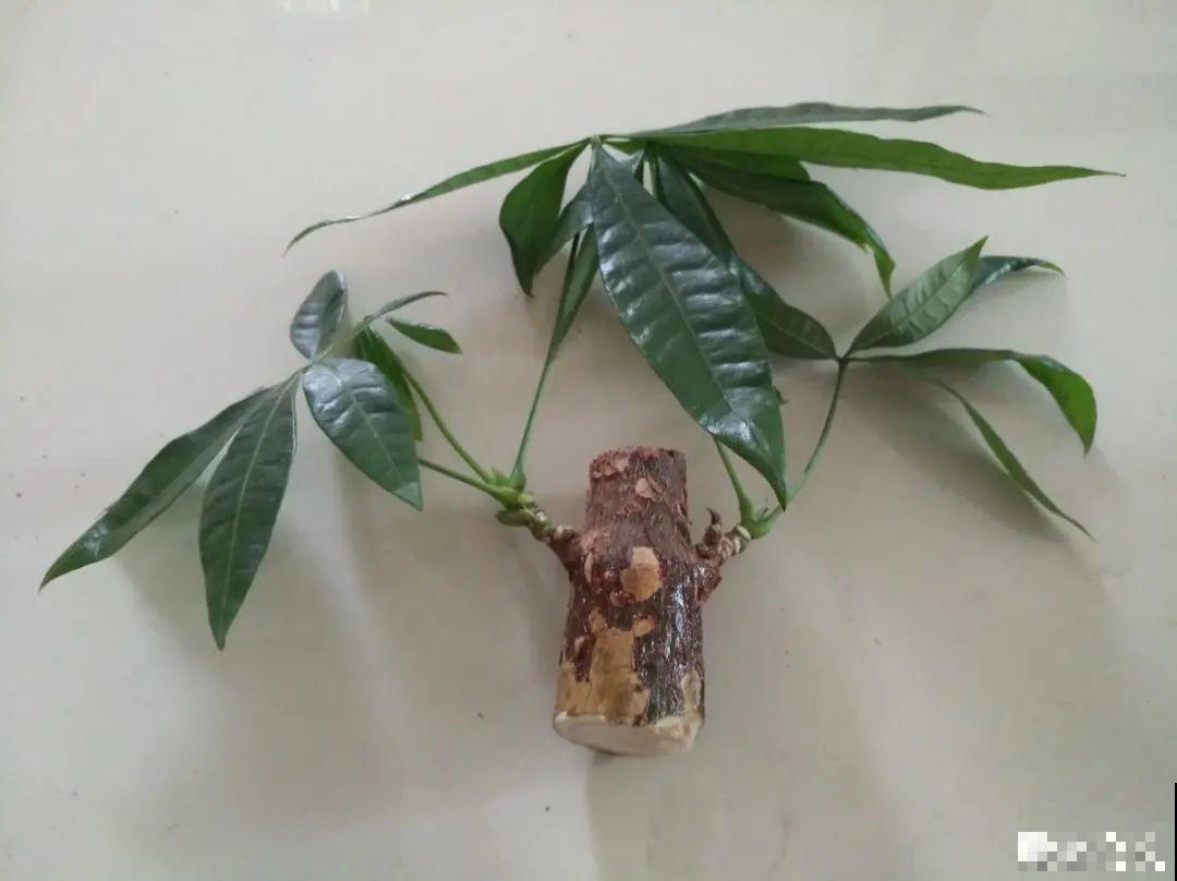 平时的“贵货花”,路边扔了一卡车,赶紧捡回家 平时的“贵货花”,路边扔了一卡车,赶紧捡回家