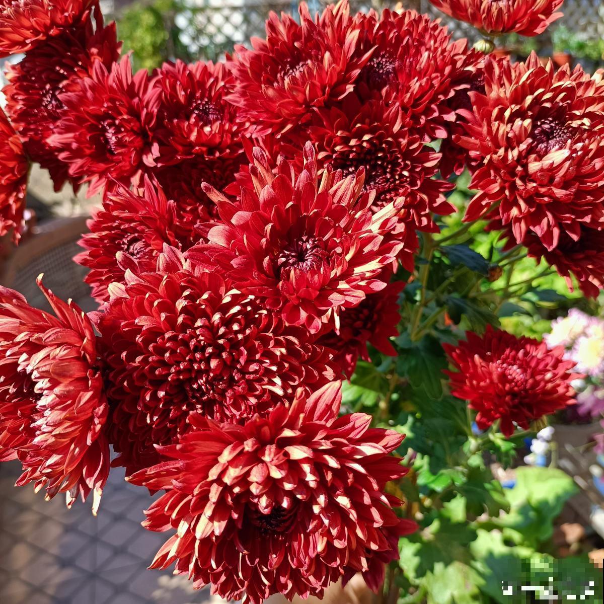 秋菊开花“黄金一片”，这个月养正合适，谁养谁赚便宜