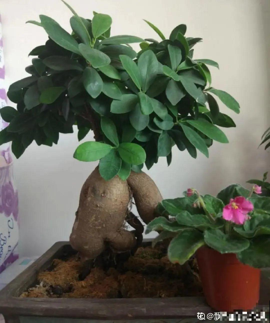 家里养8种花，独特有气质，还有满满安全感