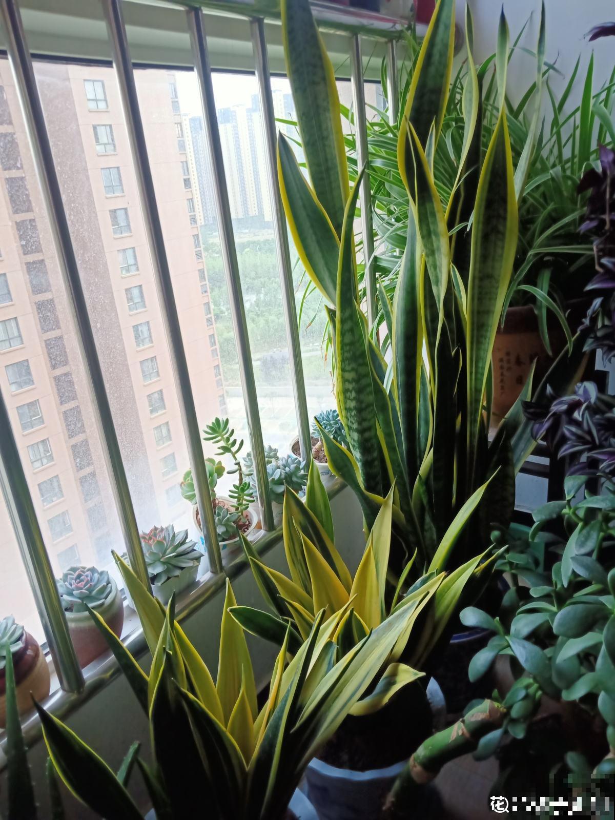 植物中的“老酒鬼”,一天一勺啤酒,叶子油亮花开爆 植物中的“老酒鬼”,一天一勺啤酒,叶子油亮花开爆