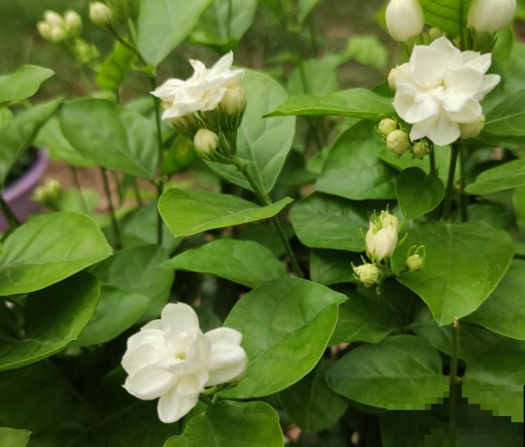 开白色花怎么了，照样仙气十足！