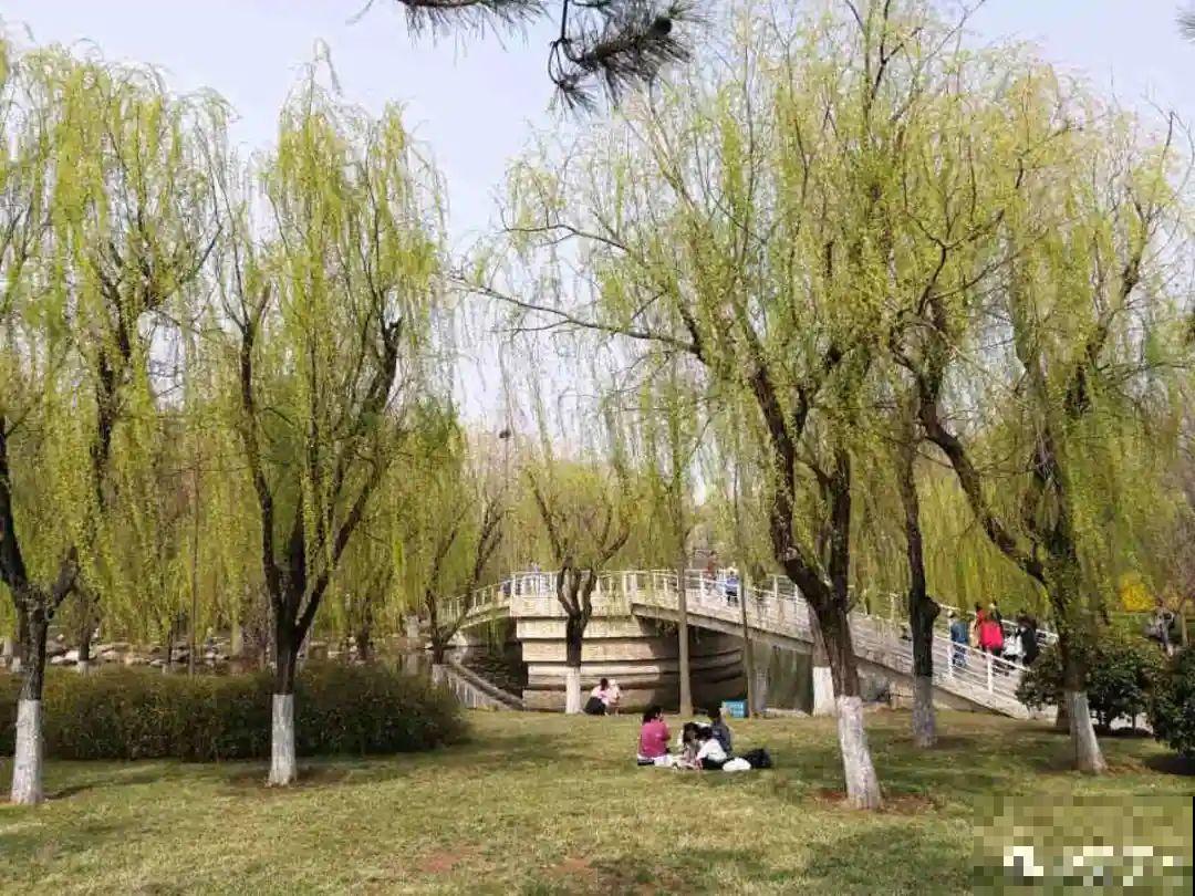 前不栽桑，后不栽柳，院中不种“鬼拍手”，是迷信还是智慧？