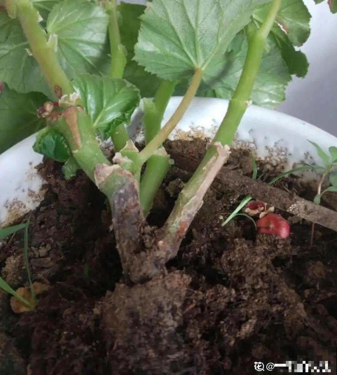 9种花,夏天休眠了,一定少浇水,否则越浇越死 9种花,夏天休眠了,一定少浇水,否则越浇越死