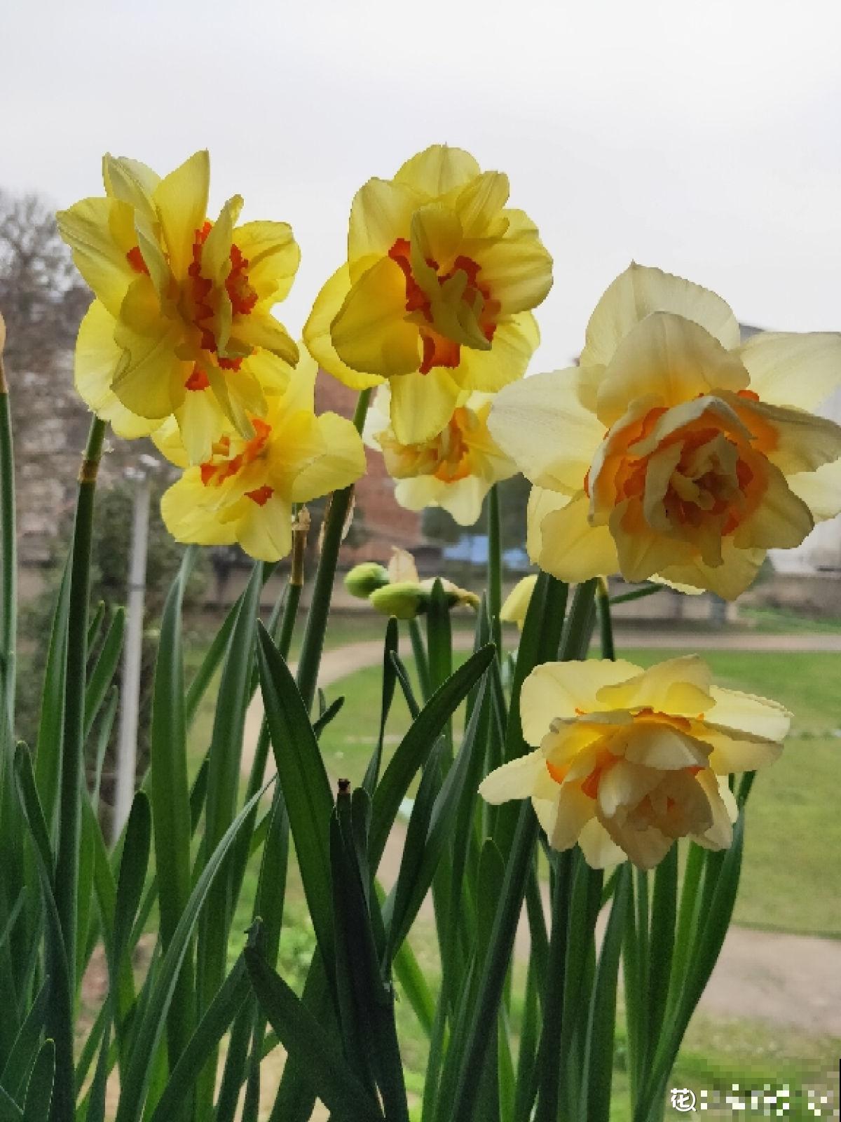 长得像蔬菜的植物，可千万不能吃，中毒就麻烦了