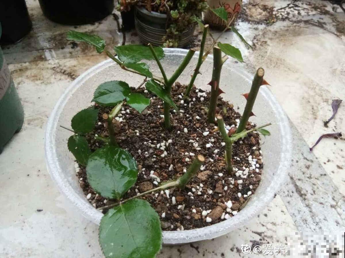 快死的花别丢掉，找对方法补救一下，还能重焕生机