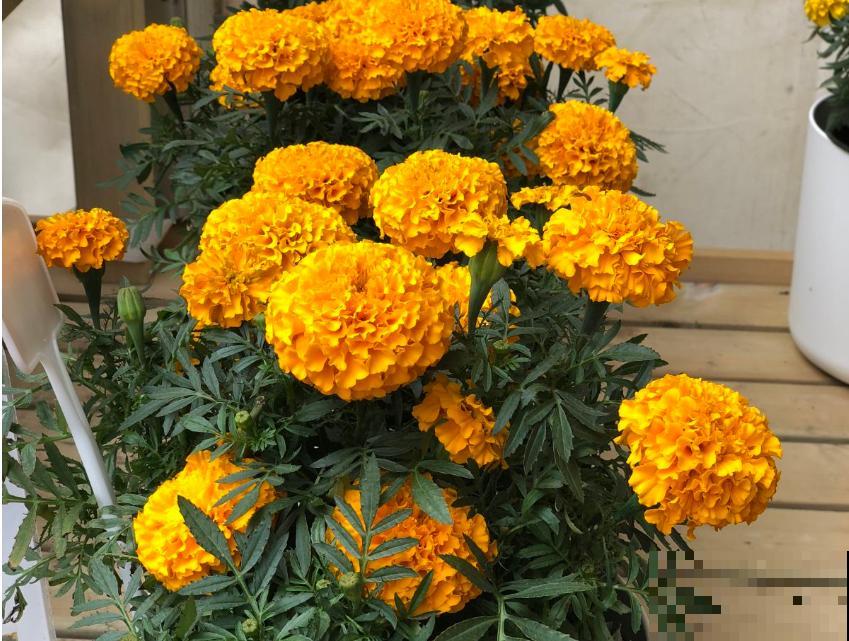 蚊虫绕道走，4种盆栽阳台放，比蚊香还有用