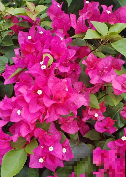 南方泛滥的花,北方人“爱不释手”,太“拉仇恨”了 南方泛滥的花,北方人“爱不释手”,太“拉仇恨”了