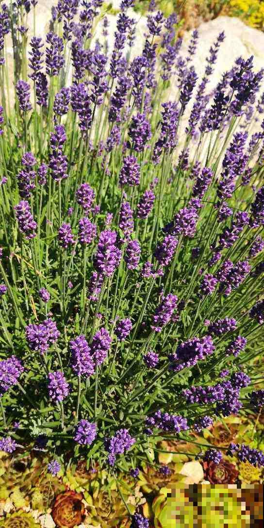 100种常见花,今天终于知道叫什么名了,建议收藏 100种常见花,今天终于知道叫什么名了,建议收藏