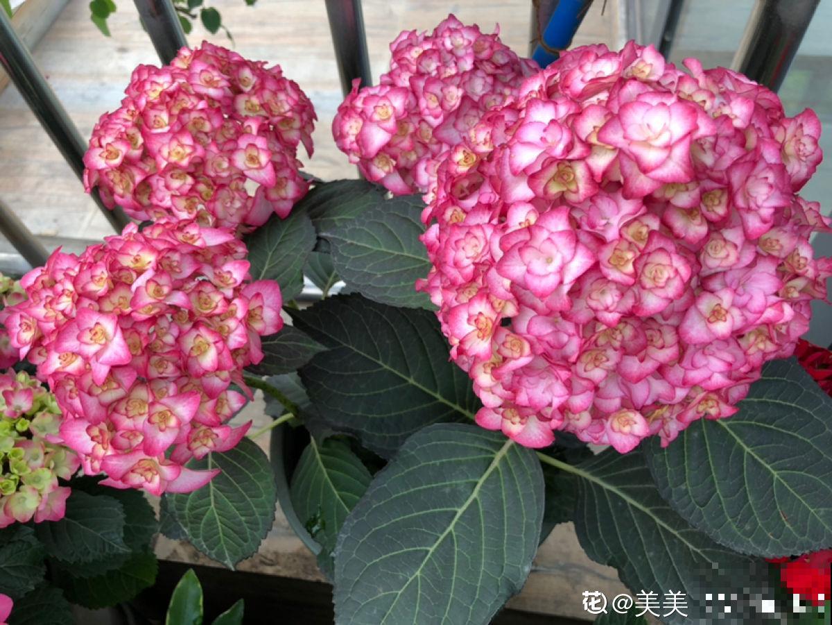 就不该养绣球，入了这品种的坑，想出都出不来