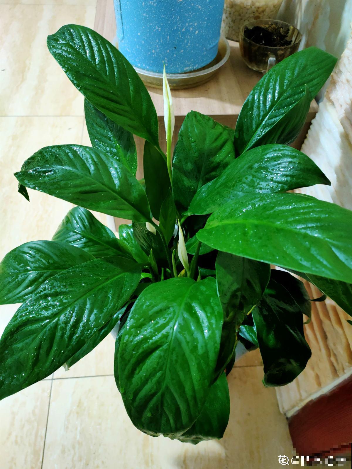 夏天浇水难，多浇少浇都不行，掌握3“不要”，植物还能继续长