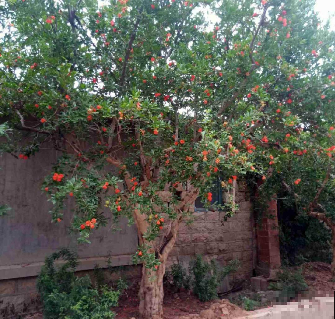 6种花，不怕太阳晒，太阳底下嗖嗖长个儿