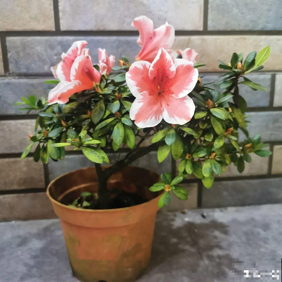 花成了光杆司令，剪一刀撒点药，很快冒新芽