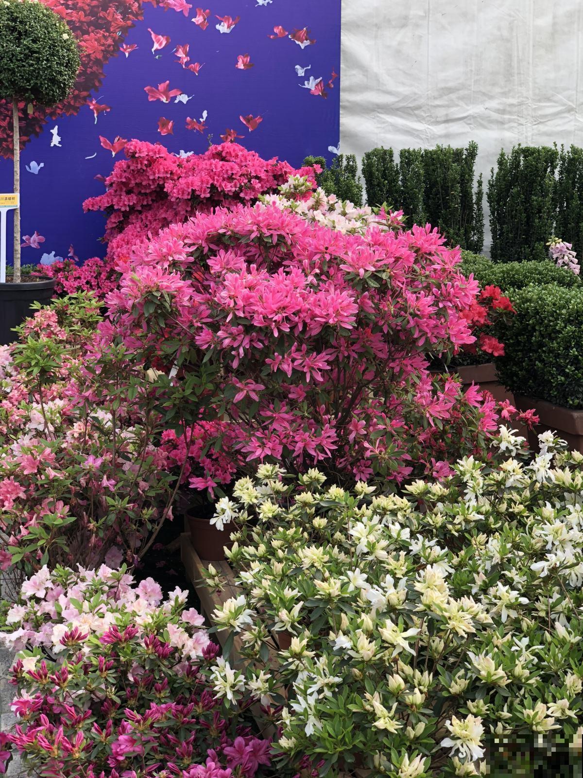 好看就能养活？5种好看但难养的花，小白难养活