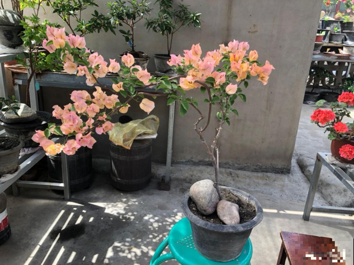 植物雨季没处躲，勤排水多打理，从此不怕下雨天