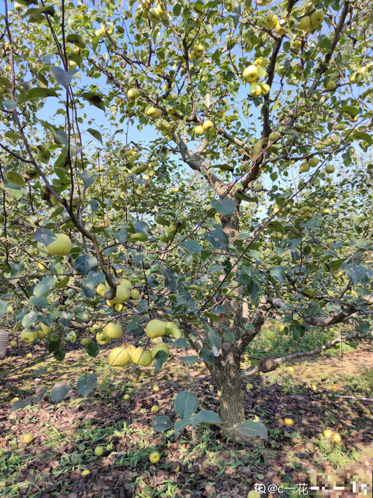 进入8月，梨树要注意3要点，养好了明年大丰收