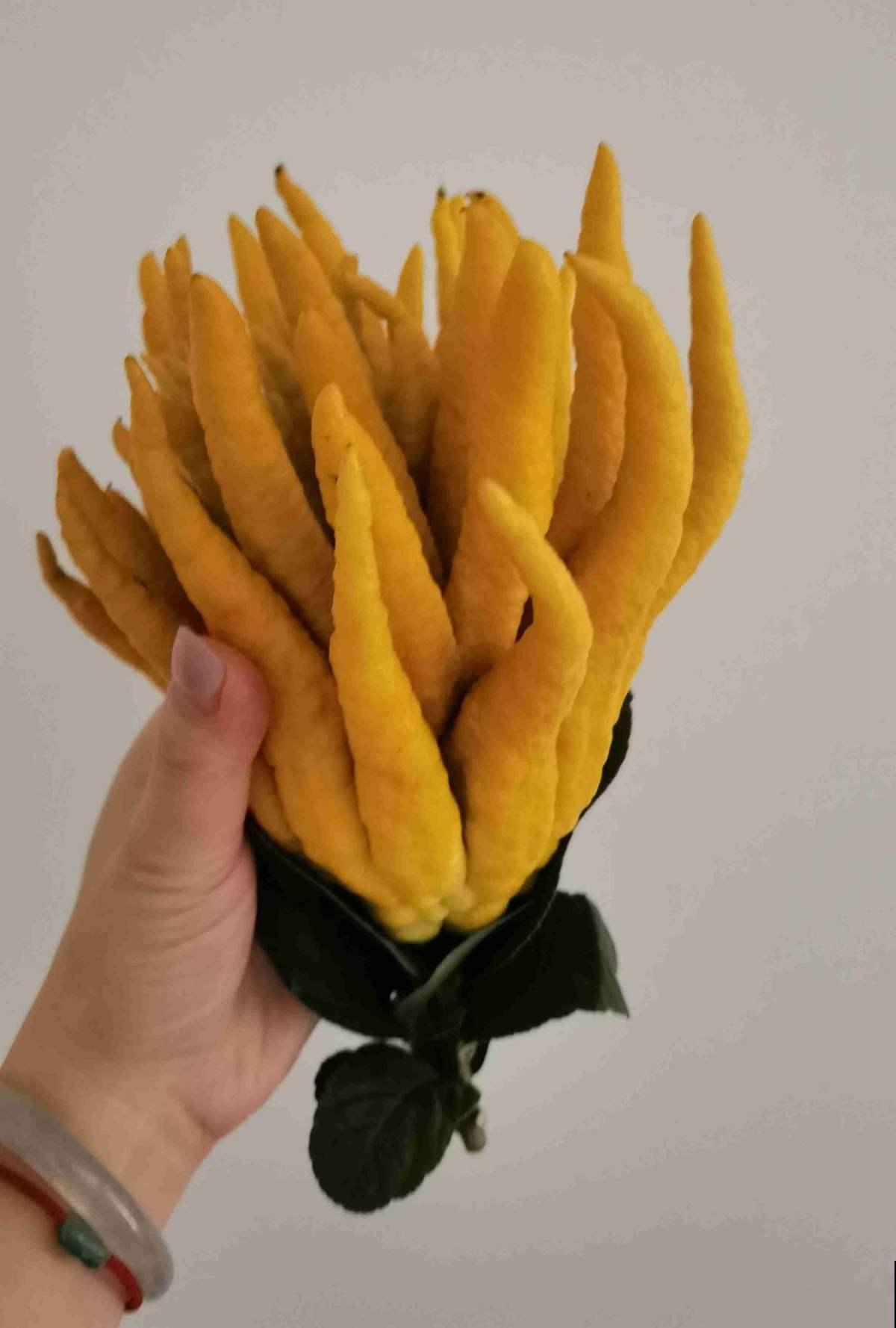 100种常见花,今天终于知道叫什么名了,建议收藏 100种常见花,今天终于知道叫什么名了,建议收藏