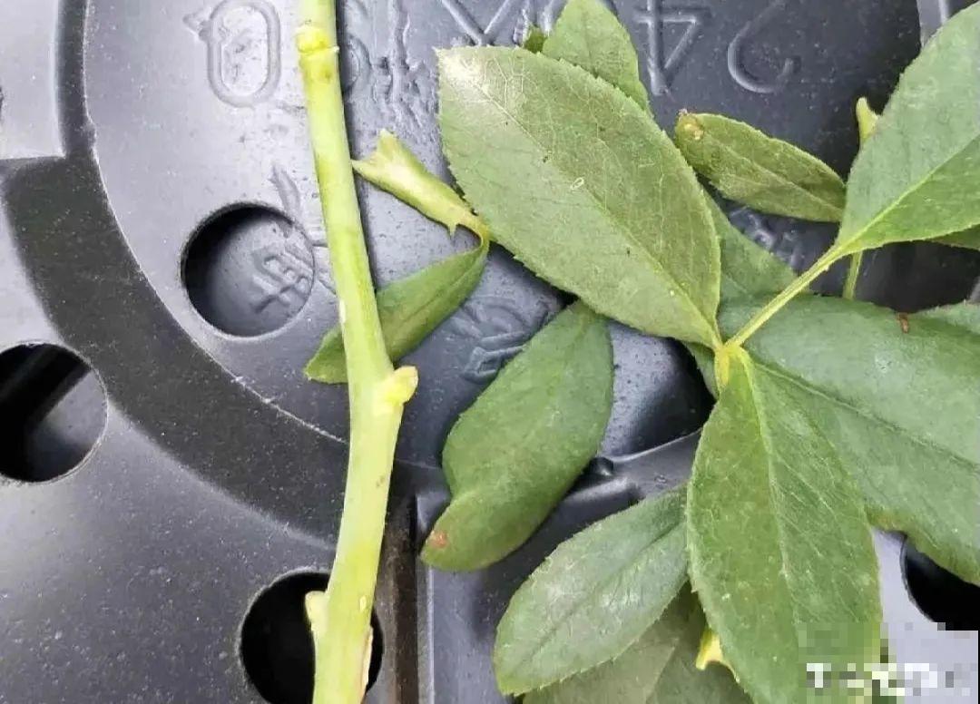 养了30年的玉树,扦插开出9色花,快来沾沾喜气 养了30年的玉树,扦插开出9色花,快来沾沾喜气