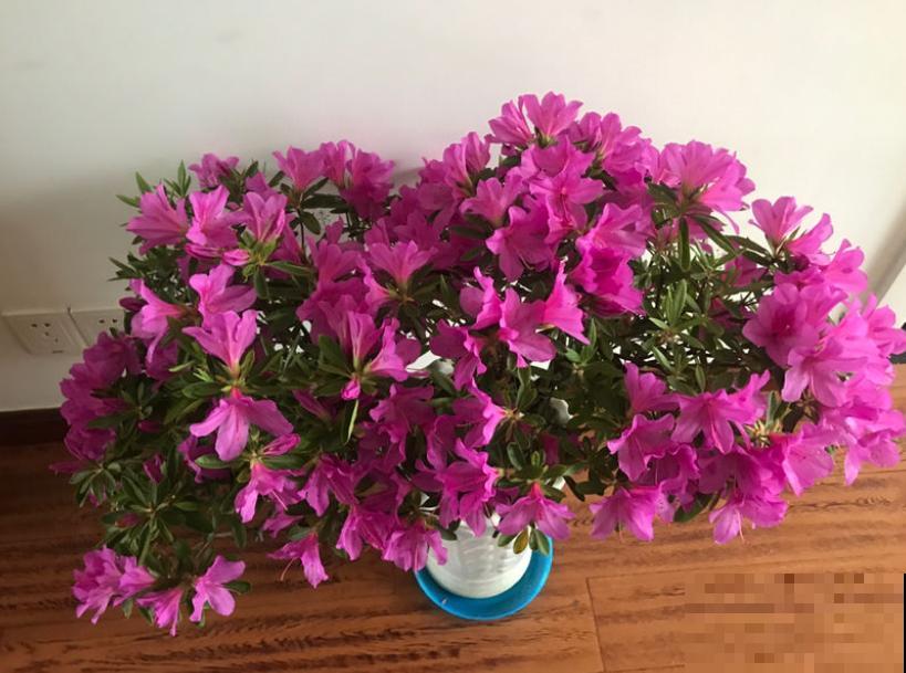 公认的“必死花”，买过“N”次都养不好，实在是太难养了！