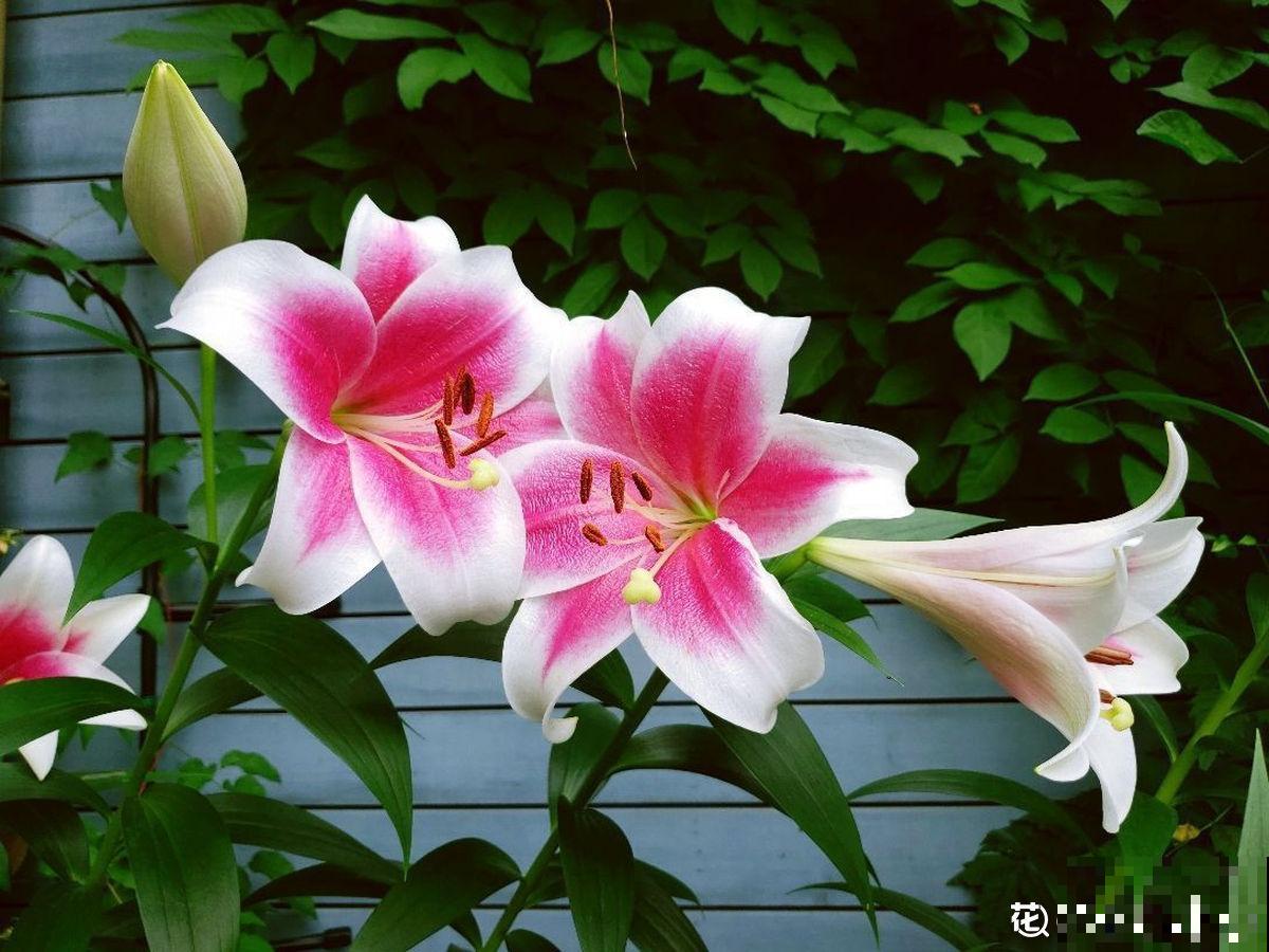 怀孕辣妈超爱养花，亲力亲为建花园，现在人人都羡慕