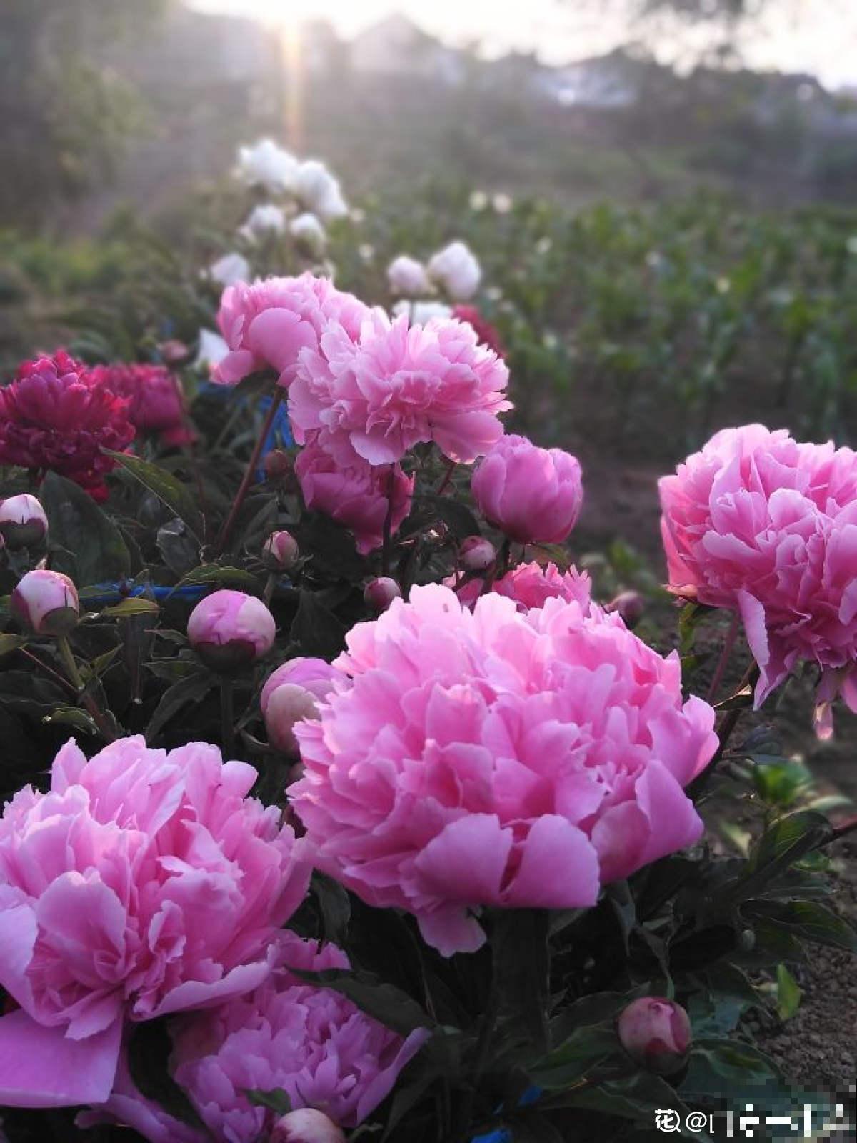 4种北方植物，养养就爆盆，在南方反而不易养好