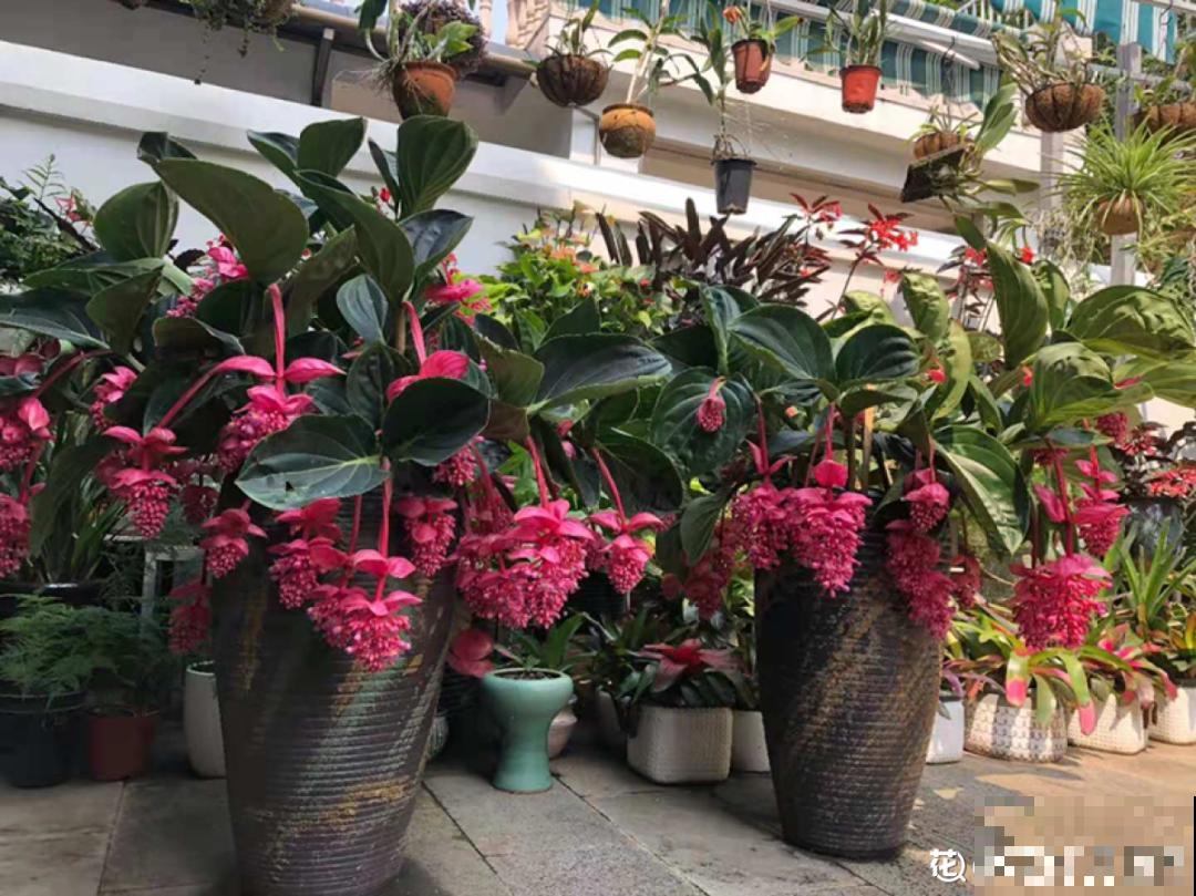 三伏天超美的10种花,妥妥的“开花楷模”,你养了几种? 三伏天超美的10种花,妥妥的“开花楷模”,你养了几种?