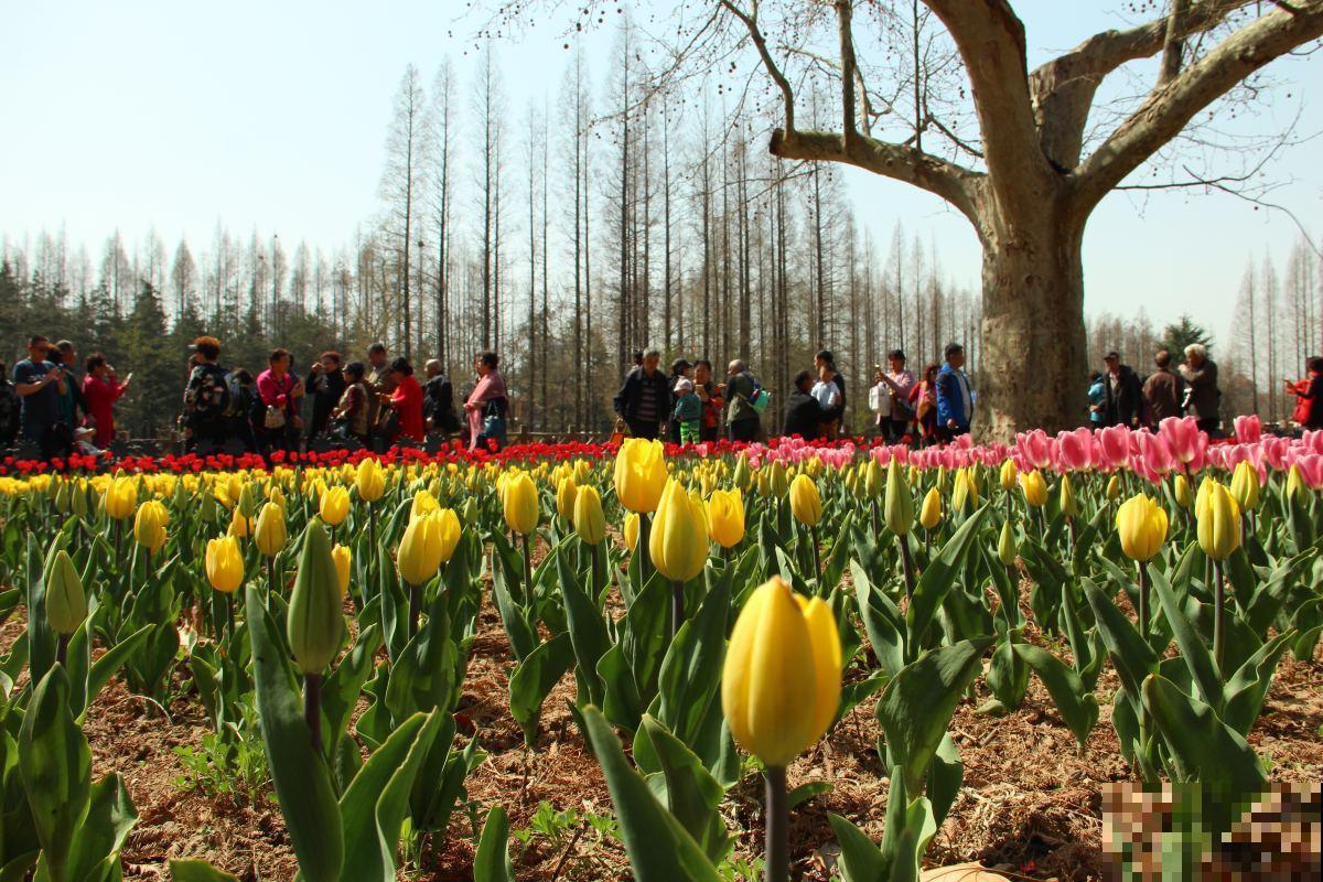 路边的野花不要采:这4种路边花,好看却不可触碰! 路边的野花不要采:这4种路边花,好看却不可触碰!
