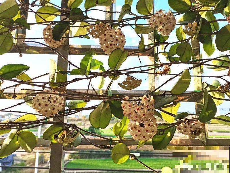 虎皮兰浅盆养，小芽嗖嗖冒，满盆都是新芽