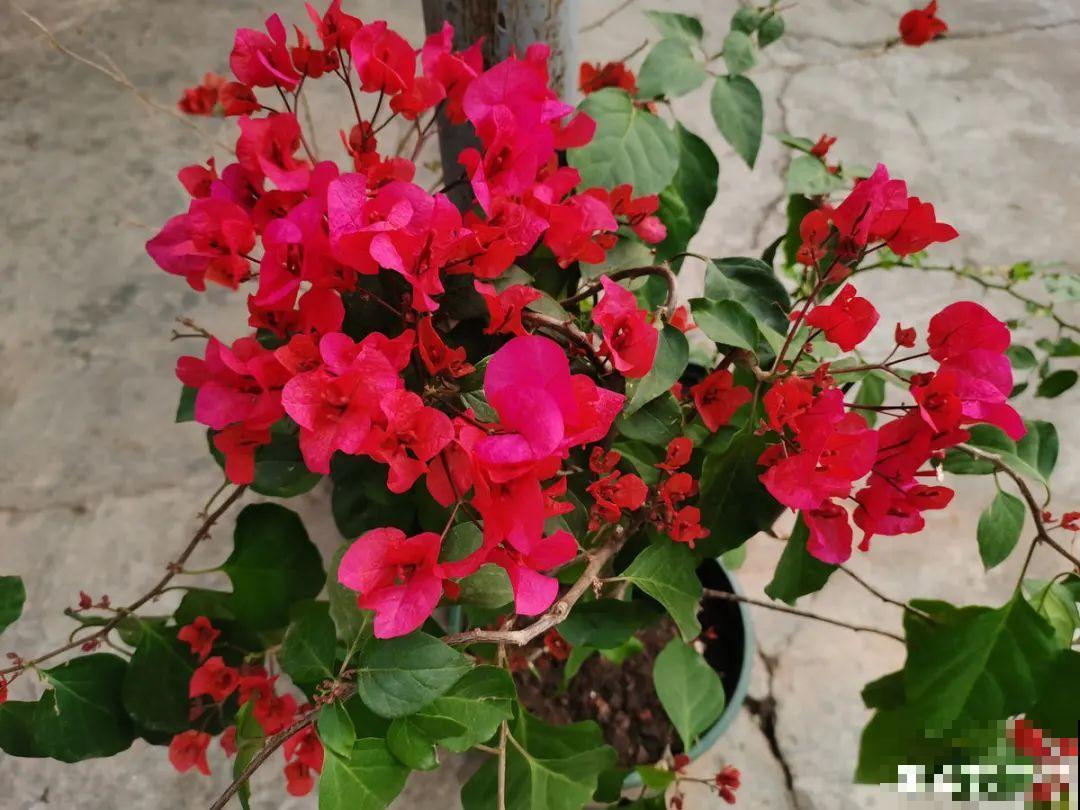 养护三角梅，注意3个养护要点，花期“超长待机”