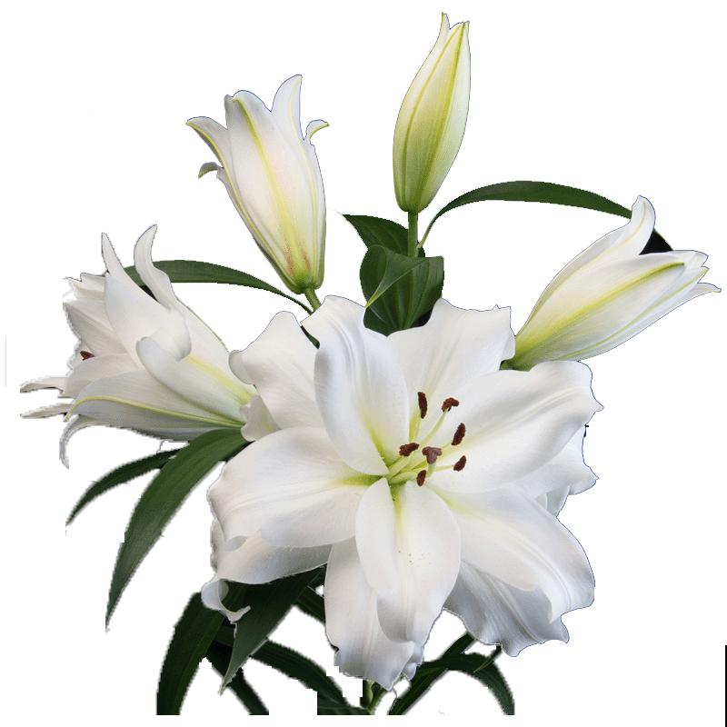 要想百合开花多，做好3点养护，到了季节就开花