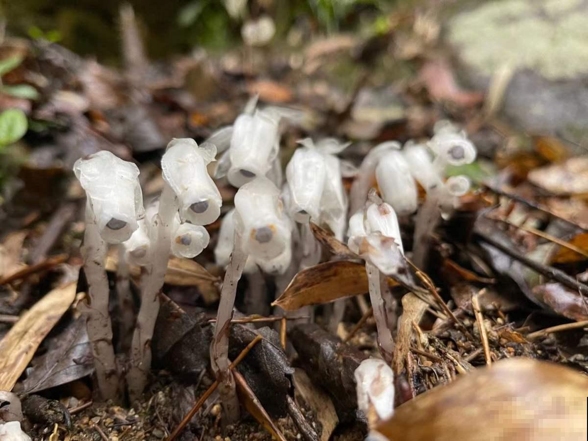 一种兰花被称作“幽灵之花”,浑身透白纯洁,一辈子难得见一回 一种兰花被称作“幽灵之花”,浑身透白纯洁,一辈子难得见一回