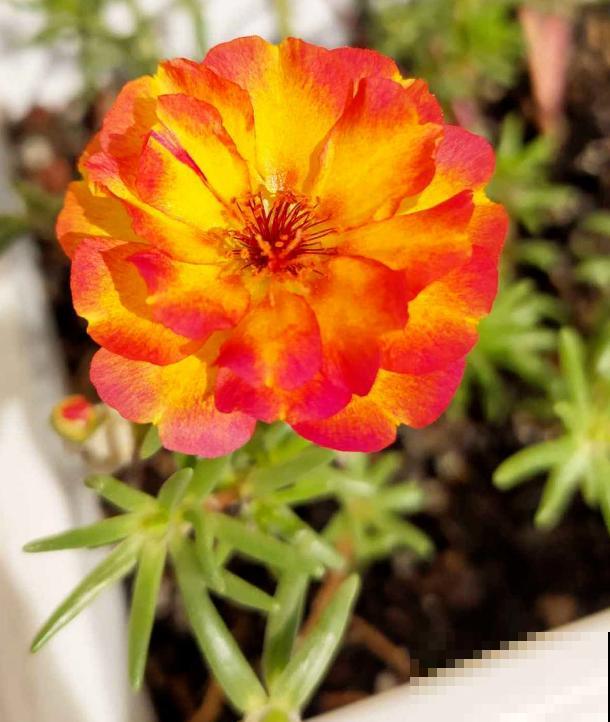 太阳花花期短，只需6步养护方法，让太阳花超长待机