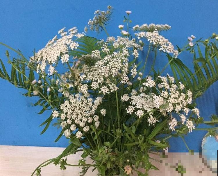 水塘边长出的“烤肠”,原来叫香蒲,毛茸茸特好玩 水塘边长出的“烤肠”,原来叫香蒲,毛茸茸特好玩