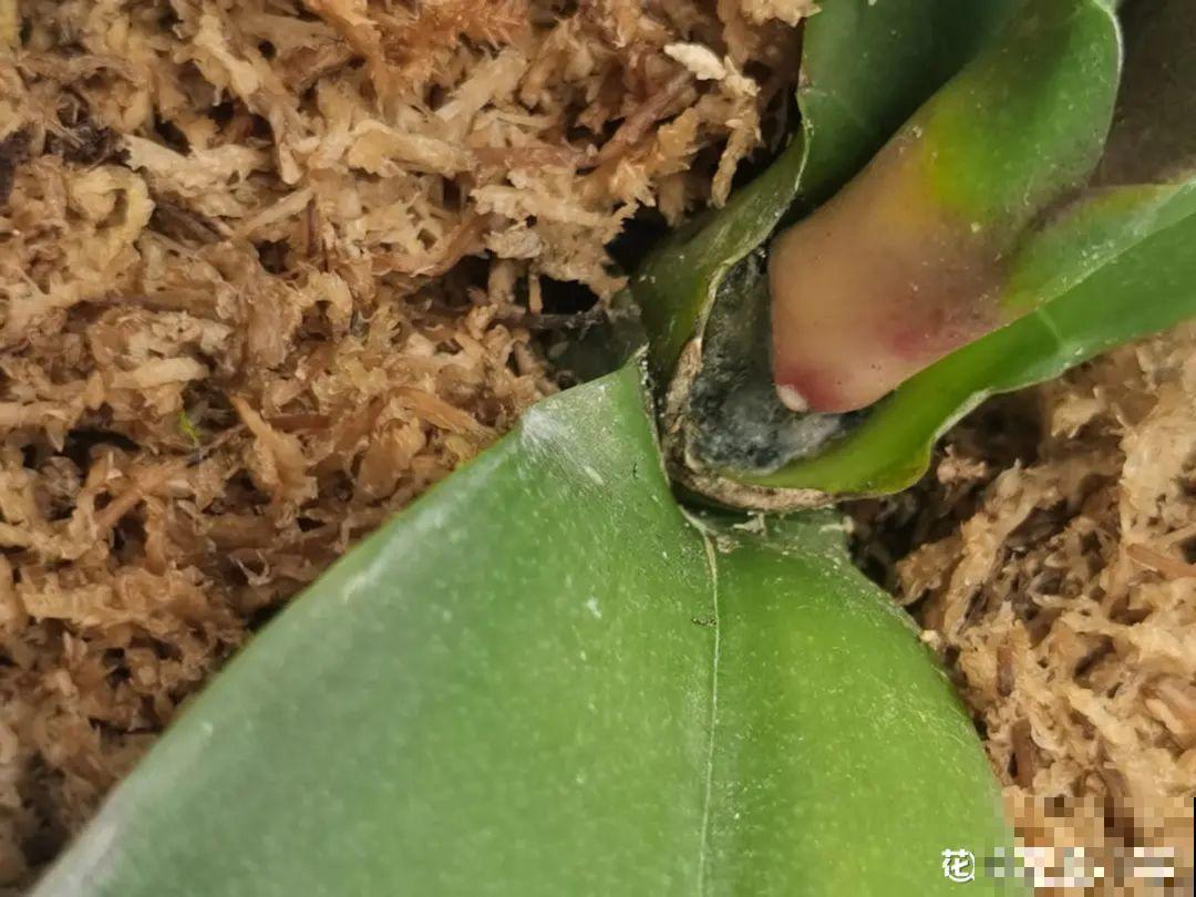 6种花夏天难养，贴土面砍一刀，新芽呼呼冒
