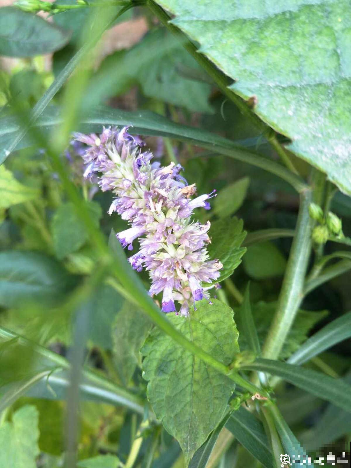 老中医爱养的60种植物，图文并茂特详细，种一盆养人养身心