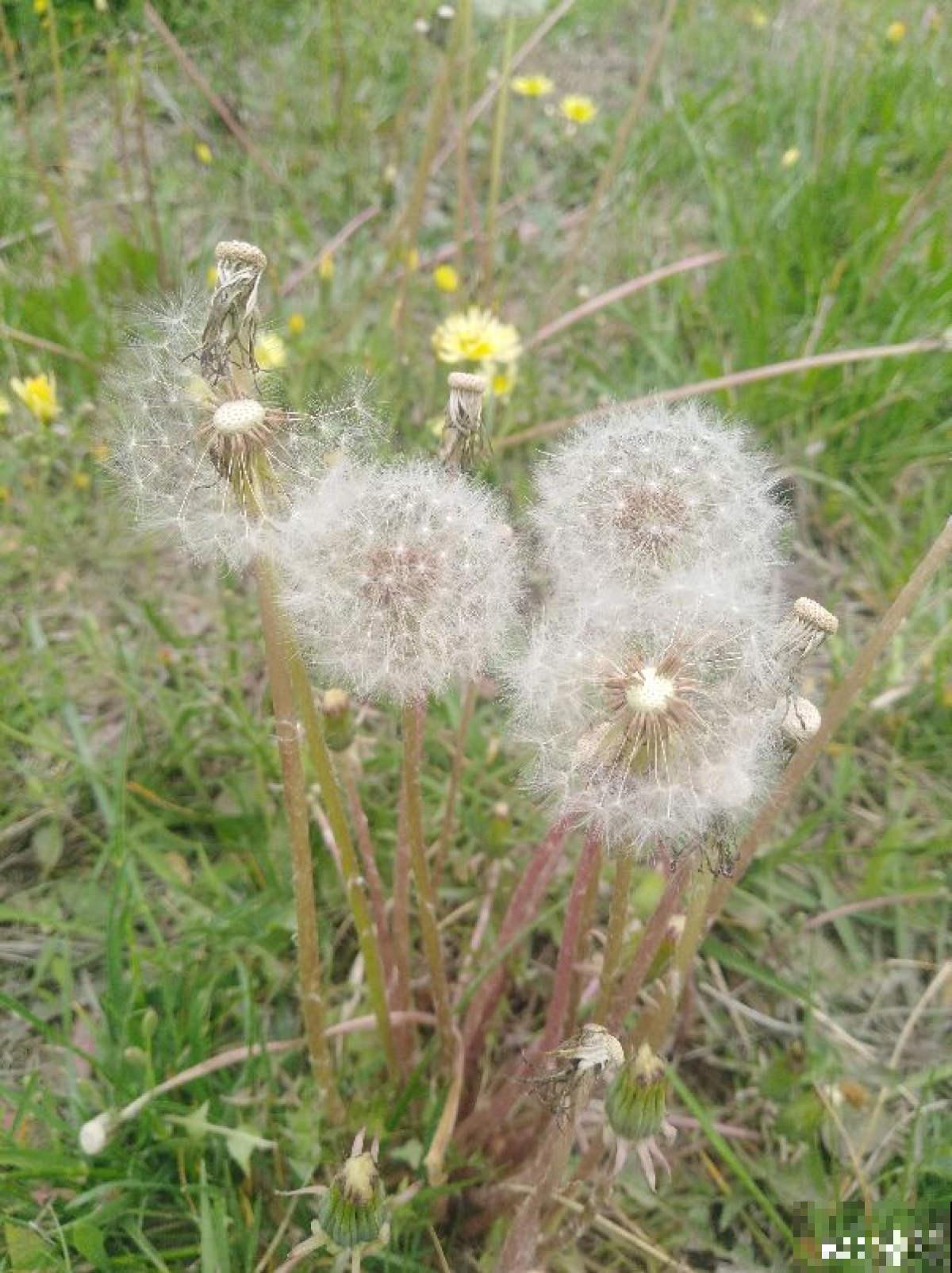 老中医爱养的60种植物，图文并茂特详细，种一盆养人养身心