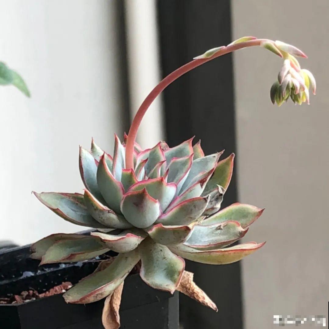 百合开花后，养分消耗太大，补充肥料是关键