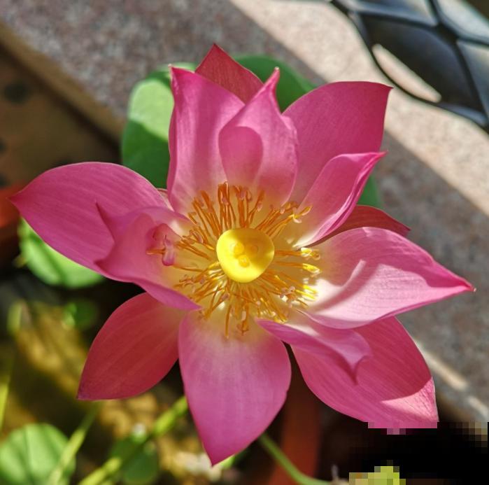 养花入了这仨“坑”,感觉越来越“穷”,你入了哪个坑? 养花入了这仨“坑”,感觉越来越“穷”,你入了哪个坑?