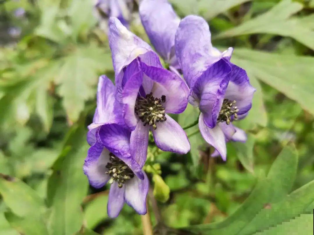 家门口长出这10种草,赶紧拔掉,不然会惹麻烦 家门口长出这10种草,赶紧拔掉,不然会惹麻烦