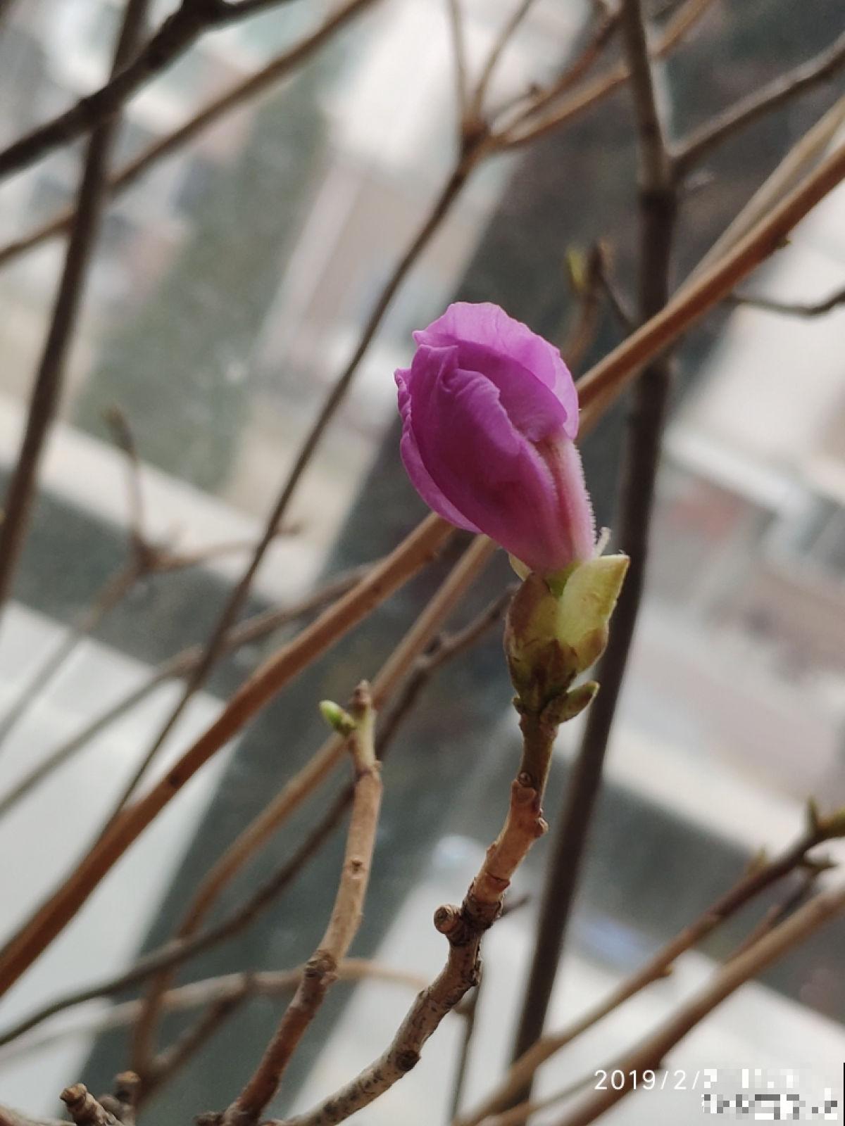 路边的野花别乱采,要是采到“国二”,可能会惹到麻烦 路边的野花别乱采,要是采到“国二”,可能会惹到麻烦