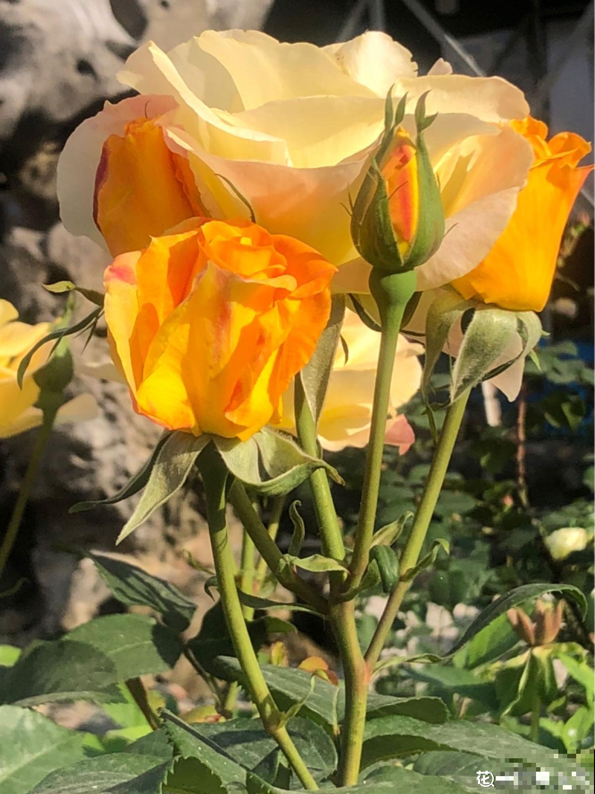 抢着要的一楼小院，本以为是养花好地方，住了一段时间后悔了