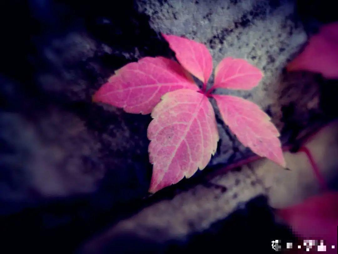 10种“脏脏”花，爱干净的人别养，会招虫子