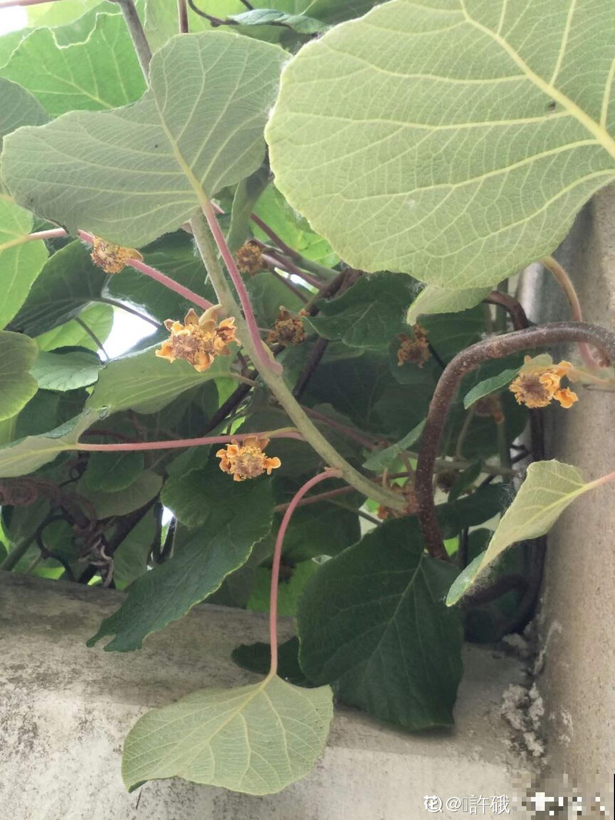 猕猴桃也能自己种？学好养殖，还你满盆猕猴桃