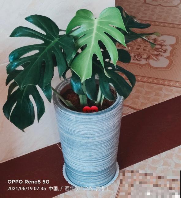 南方泛滥的花,北方人“爱不释手”,太“拉仇恨”了 南方泛滥的花,北方人“爱不释手”,太“拉仇恨”了