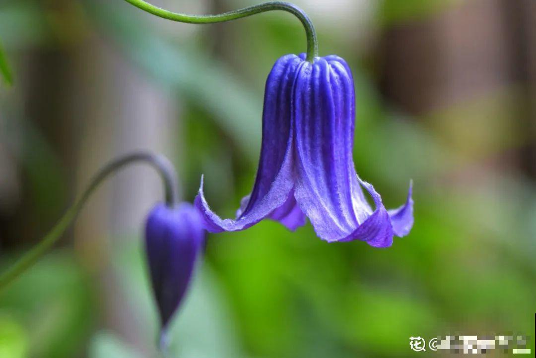 有个小院种种菜,养点花草,忘记半生喧嚣 有个小院种种菜,养点花草,忘记半生喧嚣
