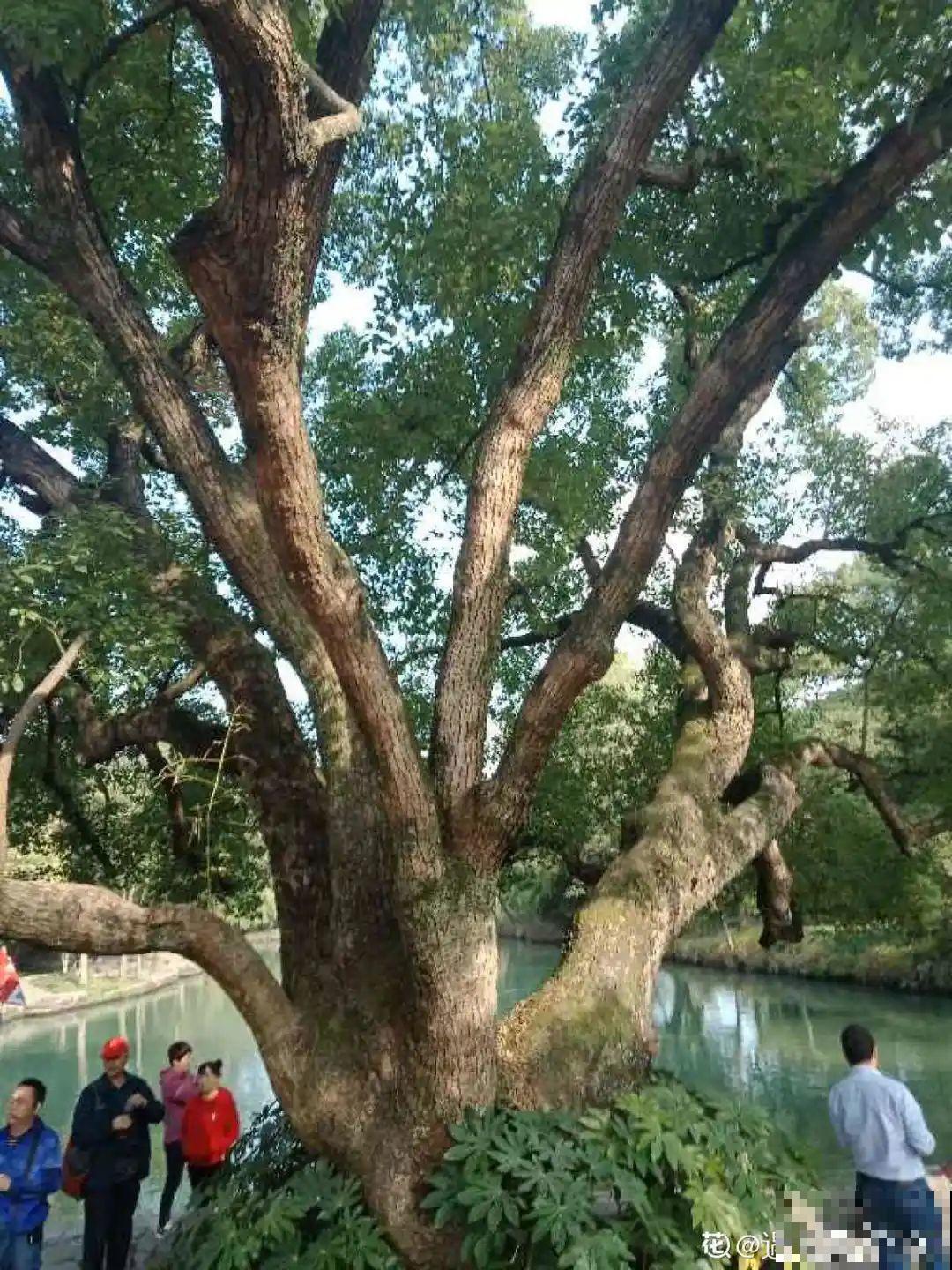 江西无蚊村,种满“驱蚊树”,一年四季没蚊子 江西无蚊村,种满“驱蚊树”,一年四季没蚊子