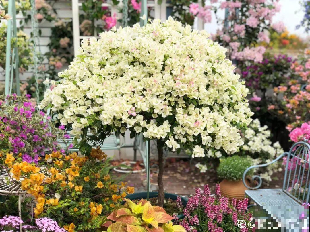 三伏天超美的10种花,妥妥的“开花楷模”,你养了几种? 三伏天超美的10种花,妥妥的“开花楷模”,你养了几种?