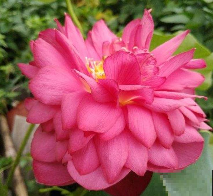 养花入了这仨“坑”,感觉越来越“穷”,你入了哪个坑? 养花入了这仨“坑”,感觉越来越“穷”,你入了哪个坑?